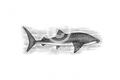 Whale-Shark-Art