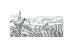 Wheat-Field