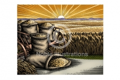 Wheat-Fields-Stock