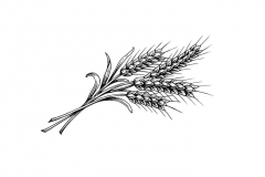 Wheat-art-001