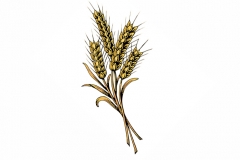 Wheat-art-002