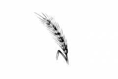 Wheat-art