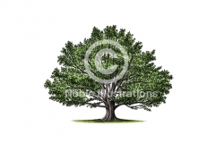 White_oak_tree