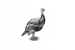 Wild-Turkey-art