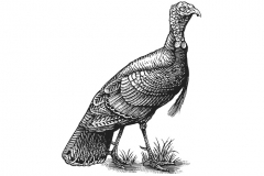 Wild_Turkey