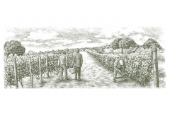 Wine Harvest-