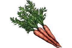carrots