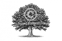 oak_tree