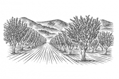 Almond-Orchard-art