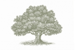 Old_Oak_Tree