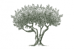 Olive-Tree-art-1