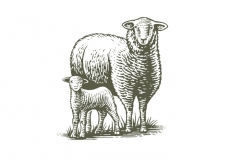 Sheep_woodcut