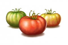 Tomatoes_woodcut